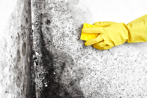 Best Same-Day Mold Removal  in Bridgeport, MI