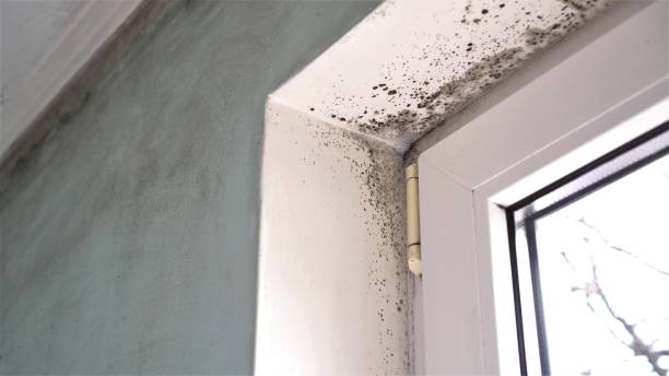 Best Mold Removal Near Me  in Bridgeport, MI
