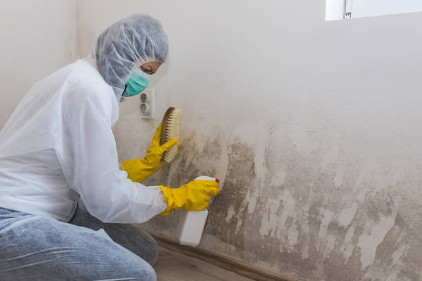 Best Residential Mold Removal  in Bridgeport, MI