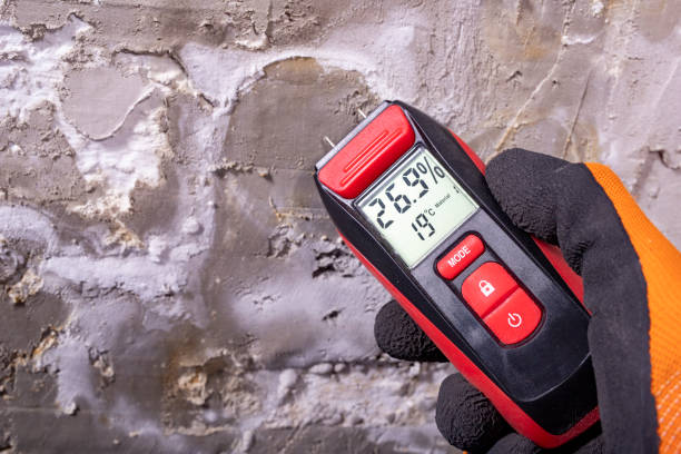 Best Professional Mold Removal  in Bridgeport, MI