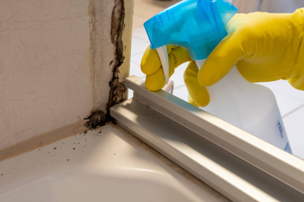Best Same-Day Mold Removal  in Bridgeport, MI