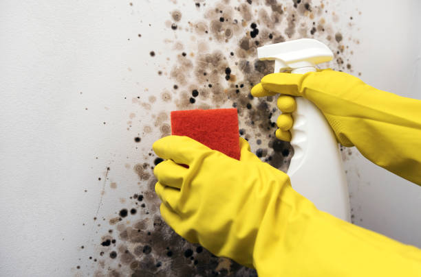 Best Office Mold Removal Services  in Bridgeport, MI