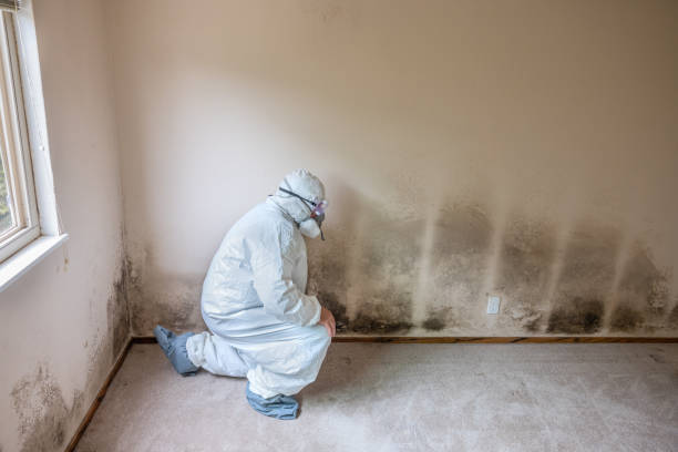 Best Black Mold Removal  in Bridgeport, MI