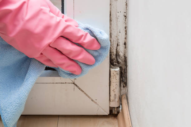 Best Fast Mold Removal  in Bridgeport, MI