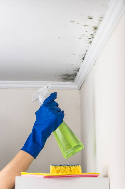 Best Local Mold Removal Service  in Bridgeport, MI