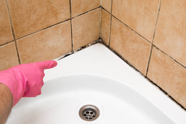 Best Mold Inspection  in Bridgeport, MI
