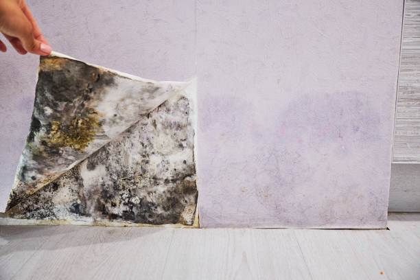 Best Mold Remediation Experts  in Bridgeport, MI